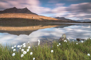 Cotton grass on the shore of Lago Bianco, Gavia Pass, Valfurva, Valtellina, Lombardy, Italy, Europe - RHPLF03734