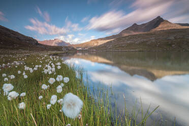 Cotton grass on the shore of Lago Bianco, Gavia Pass, Valfurva, Valtellina, Lombardy, Italy, Europe - RHPLF03736