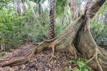 Banyanbaum (Vorhangfeigenbaum) (Ficus microcarpa), Jozani Forest, Jozani Chwaka Bay National Park, Insel Sansibar, Tansania, Ostafrika, Afrika - RHPLF03837