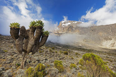 Lobelia morogoroensis-Pflanzen, Kilimanjaro-Nationalpark, UNESCO-Welterbe, Tansania, Ostafrika, Afrika - RHPLF03838
