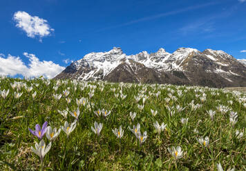 Nahaufnahme eines blühenden Krokus, Alpe Braccia, Malenco-Tal, Provinz Sondrio, Valtellina, Lombardei, Italien, Europa - RHPLF03862