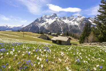 Krokus während der Frühlingsblüte, Alpe Braccia, Malenco-Tal, Provinz Sondrio, Valtellina, Lombardei, Italien, Europa - RHPLF03863