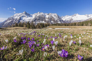 Krokus während der Frühlingsblüte, Entova-Alm, Malenco-Tal, Provinz Sondrio, Valtellina, Lombardei, Italien, Europa - RHPLF03865