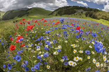 Wildblumenwiese mit Mohn, Gänseblümchen und Kornblumen, Monte Sibillini Berge, Piano Grande, Umbrien, Italien, Europa - RHPLF03875