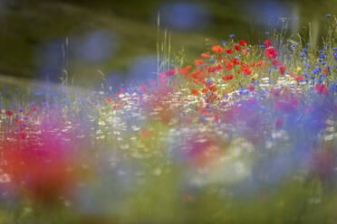 Wildblumenwiese mit Mohnblumen, Kornblumen und Ochsenaugen, Piano Grande, Monte Sibillini, Umbrien, Italien, Europa - RHPLF03878