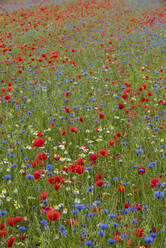 Wildblumenwiese mit Mohn- und Kornblumen, Monte Sibillini Berge, Piano Grande, Umbrien, Italien, Europa - RHPLF03882