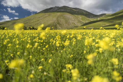 Blühende Linsen auf dem Piano Grande, Nationalpark Monte Sibillini, Umbrien, Italien, Europa, lizenzfreies Stockfoto