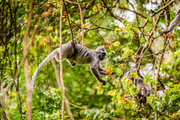 Makaken-Affe im Bako-Nationalpark, Kuching, Sarawak, Borneo, Malaysia, Südostasien, Asien - RHPLF03889