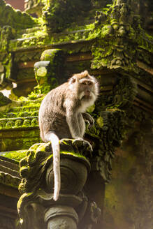 Heiliger Affenwald in Ubud, Bali, Indonesien, Südostasien, Asien - RHPLF03892