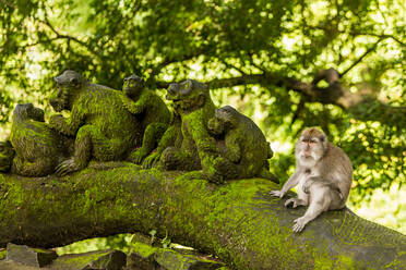 Heiliger Affenwald in Ubud, Bali, Indonesien, Südostasien, Asien - RHPLF03894