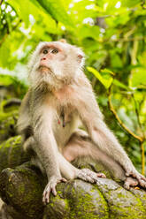 Heiliger Affenwald in Ubud, Bali, Indonesien, Südostasien, Asien - RHPLF03896