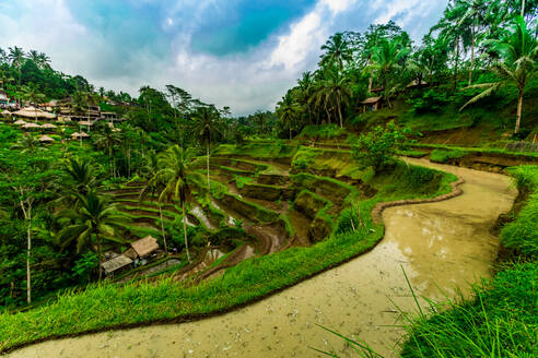 Tegallalang Reisterrasse in Bali, Indonesien, Südostasien, Asien - RHPLF03898