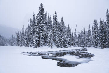 Snow-covered winter forest with frozen lake, Emerald Lake, Yoho National Park, UNESCO World Heritage Site, British Columbia, The Rockies, Canada, North America - RHPLF03899