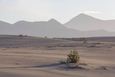 Die dramatischen Dunas de Corralejo im Abendlicht mit Bergen dahinter, auf der Vulkaninsel Fuerteventura, Kanarische Inseln, Spanien, Europa - RHPLF03927