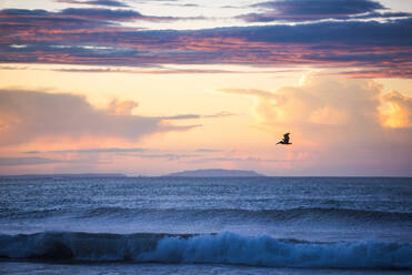 Pelikan am Playa Buena Vista Strand bei Sonnenaufgang, Provinz Guanacaste, Costa Rica, Mittelamerika - RHPLF04043