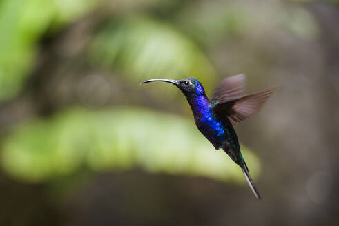Kolibri im Monteverde-Nebelwald, Provinz Puntarenas, Costa Rica, Mittelamerika - RHPLF04045