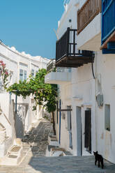 Schwarze Katze in einer Gasse zwischen traditionellen weißen griechischen Häusern, Dorf Kastro, Sifnos, Kykladen, Griechische Inseln, Griechenland, Europa - RHPLF04075