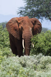 Afrikanischer Elefant (Loxodonta africana), Tsavo, Kenia, Ostafrika, Afrika - RHPLF04092