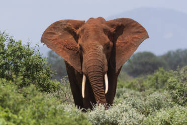 Afrikanischer Elefant (Loxodonta africana), Tsavo, Kenia, Ostafrika, Afrika - RHPLF04093