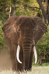 Porträt eines afrikanischen Elefanten (Loxodonta africana), der in die Kamera schaut, Tsavo, Kenia, Ostafrika, Afrika - RHPLF04096