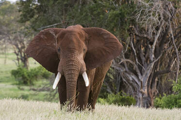 Porträt eines afrikanischen Elefanten (Loxodonta africana), der in die Kamera schaut, Tsavo, Kenia, Ostafrika, Afrika - RHPLF04097