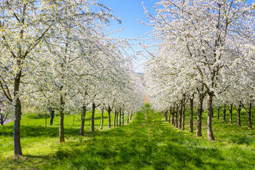 Blühende Kirschbäume im Eggenertal im Vorfrühling, Schliengen, Baden-Württemberg, Deutschland, Europa - RHPLF04141