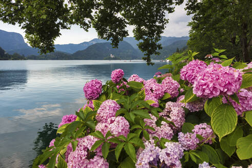 Insel Bled und Kirche Maria Himmelfahrt vom Seeufer aus, Bled, Slowenien, Europa - RHPLF04164