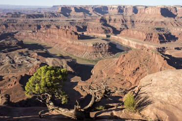 Dead Horse Point State Park, Blick vom Punkt hinunter in den Colorado River Canyon, Moab, Utah, Vereinigte Staaten von Amerika, Nordamerika - RHPLF04173