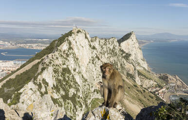 Ansässiger Berberaffe, mit Blick nach Norden auf den Felsen hinter ihm, Gibraltar, Europa - RHPLF04184