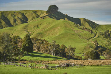 Blick vom Highway 1 bei Te Ohaki mit typischer Vulkanlandschaft, Waikato, Nordinsel, Neuseeland, Pazifik - RHPLF04215