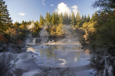 Ein Thermalschlammbad sprudelt in der Nähe des Wai-o-tapu Thermal Wonderland, Rotorua, Nordinsel, Neuseeland, Pazifik - RHPLF04216