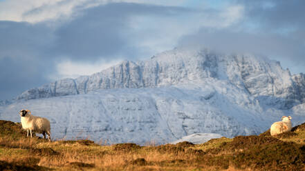 Bergschafe im Winter, Isle of Skye, Innere Hebriden, Schottland, Vereinigtes Königreich, Europa - RHPLF04323