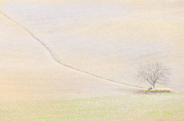 Einsamer Baum in den Hügeln von Val d'Orcia, UNESCO-Weltkulturerbe, Provinz Siena, Toskana, Italien, Europa - RHPLF04352