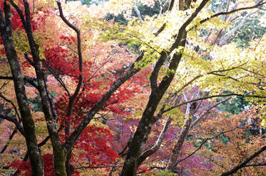 Glorious autumn leaf colour in the Japanese maple trees in Ginkakuji (Silver Pavilion) Zen temple garden, Kyoto, Japan, Asia - RHPLF04365