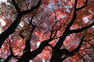 Glorious autumn leaf colour in the Japanese maple trees in Ginkakuji (Silver Pavilion) Zen temple garden, Kyoto, Japan, Asia - RHPLF04366