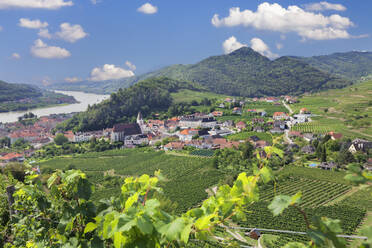 Weinberge im Sommer, Donau, Spitz, Kulturlandschaft Wachau, UNESCO-Welterbe, Österreich, Europa - RHPLF04408