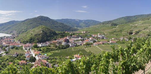 Weinberge im Sommer, Donau, Spitz, Kulturlandschaft Wachau, UNESCO-Welterbe, Österreich, Europa - RHPLF04409