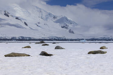 Schlafende Weddellrobben (Leptonychotes weddellii), Halbmondinsel, Blick auf die Livingston-Insel, Südliche Shetlandinseln, Antarktis, Polarregionen - RHPLF04433