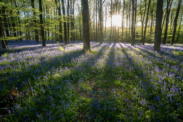 Gewöhnliche Blauglocke (Hyacinthoides non-scripta) in einem Buchenwald (Fagus sylvatica), Kent, England, Vereinigtes Königreich, Europa - RHPLF04456