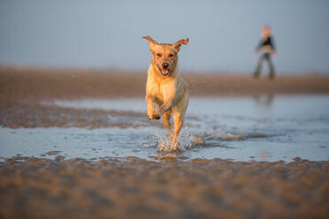 Hund und Besitzer auf Camber Sands, Rye, East Sussex, England, Vereinigtes Königreich, Europa - RHPLF04493