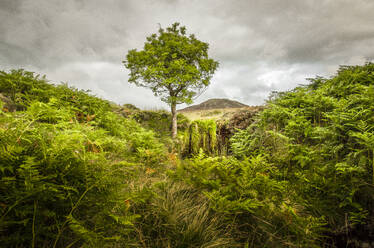 Einsamer Baum, Farn und Bleaberry Fell, Central Lake District, Cumbria, England, Vereinigtes Königreich, Europa - RHPLF04537
