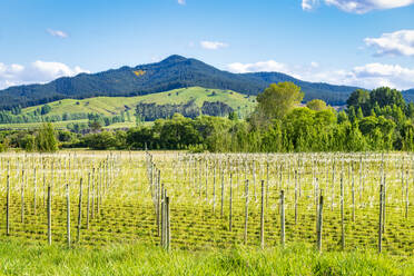 Blick auf ein Hopfenfeld vor einem Berg im Motueka Valley, Südinsel, Neuseeland - SMAF01343