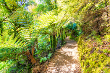 Pfad zwischen Bäumen am Abel Tasman Coastal Track, Südinsel, Neuseeland - SMAF01356