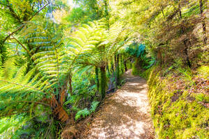 Pfad zwischen Bäumen am Abel Tasman Coastal Track, Südinsel, Neuseeland - SMAF01356