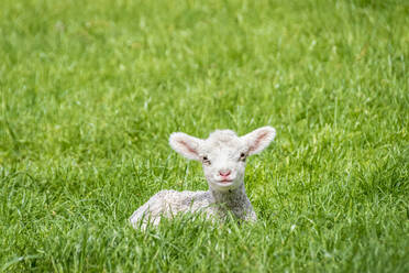 Porträt eines auf einer Wiese ruhenden Lamms, Otago, Südinsel, Neuseeland - SMAF01359