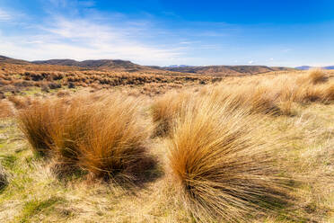 Red Tussock Conservation Area gegen den Himmel im Sommer auf der Südinsel, Neuseeland - SMAF01372