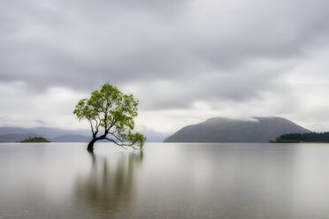Lone Tree of Lake Wanaka against cloudy sky, South Island, New Zealand - SMAF01401