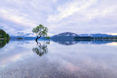 Lone Tree of Lake Wanaka against cloudy sky during sunset, South Island, New Zealand - SMAF01403
