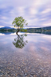 Lone Tree of Lake Wanaka against cloudy sky during sunset, South Island, New Zealand - SMAF01406