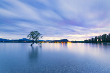 Lone Tree of Lake Wanaka against cloudy sky at dusk, South Island, New Zealand - SMAF01408